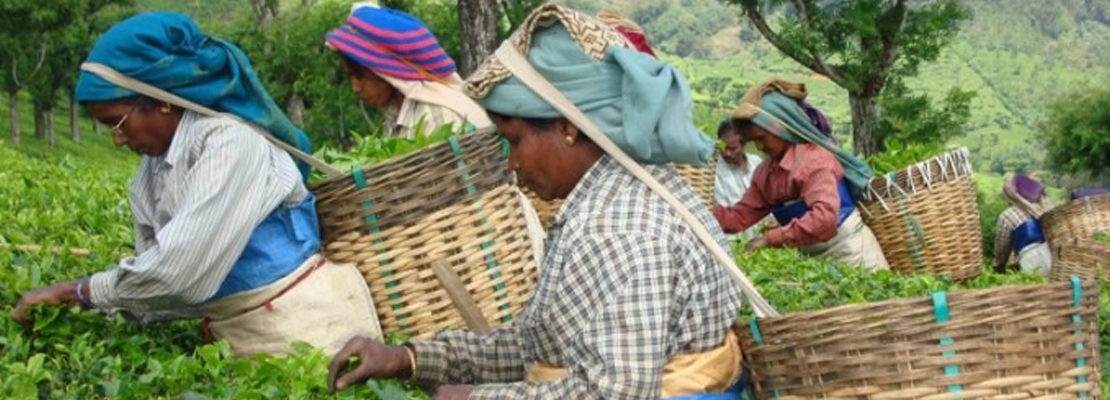 Fairtrade Original Bio Tee